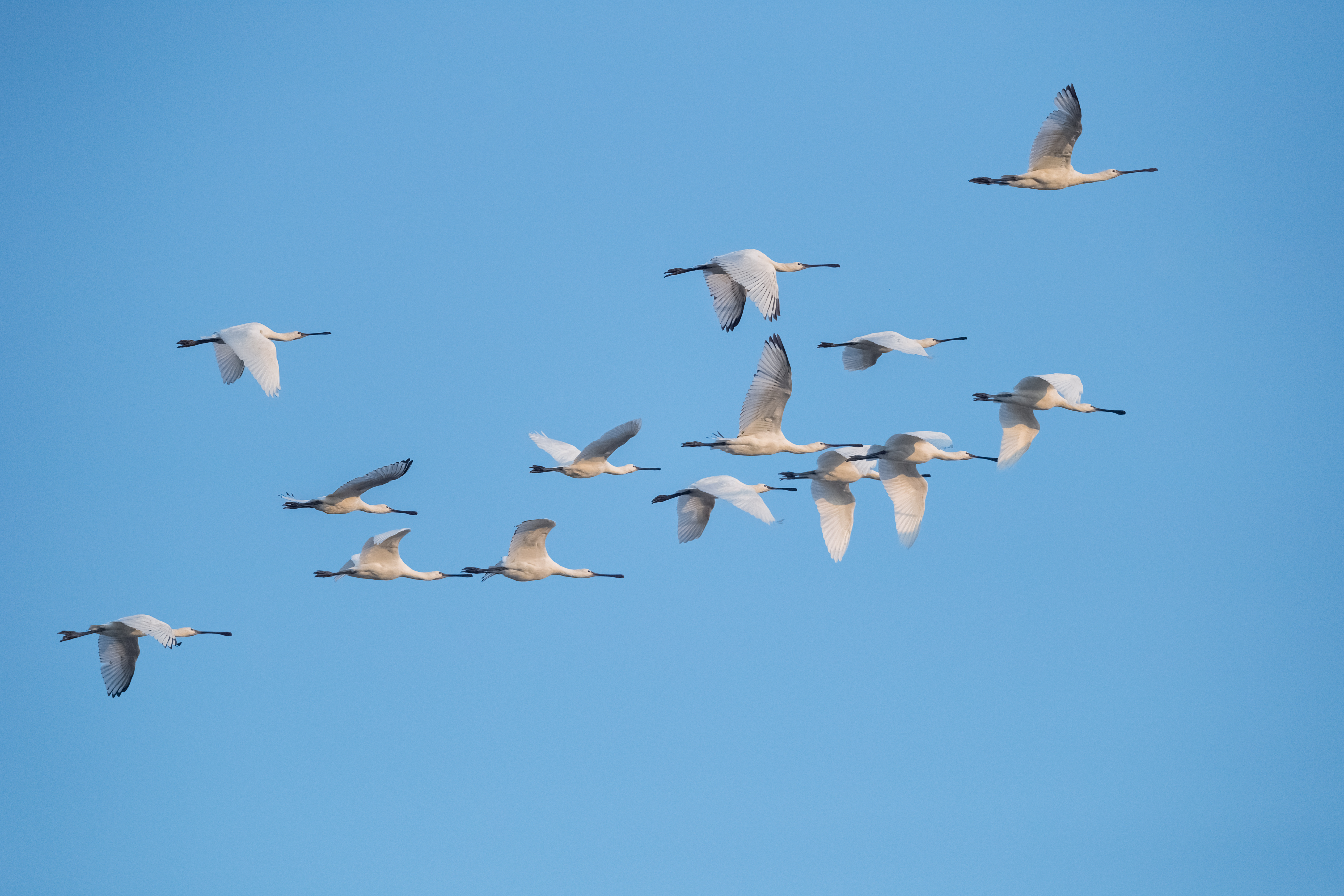 shutterstock spoonbills