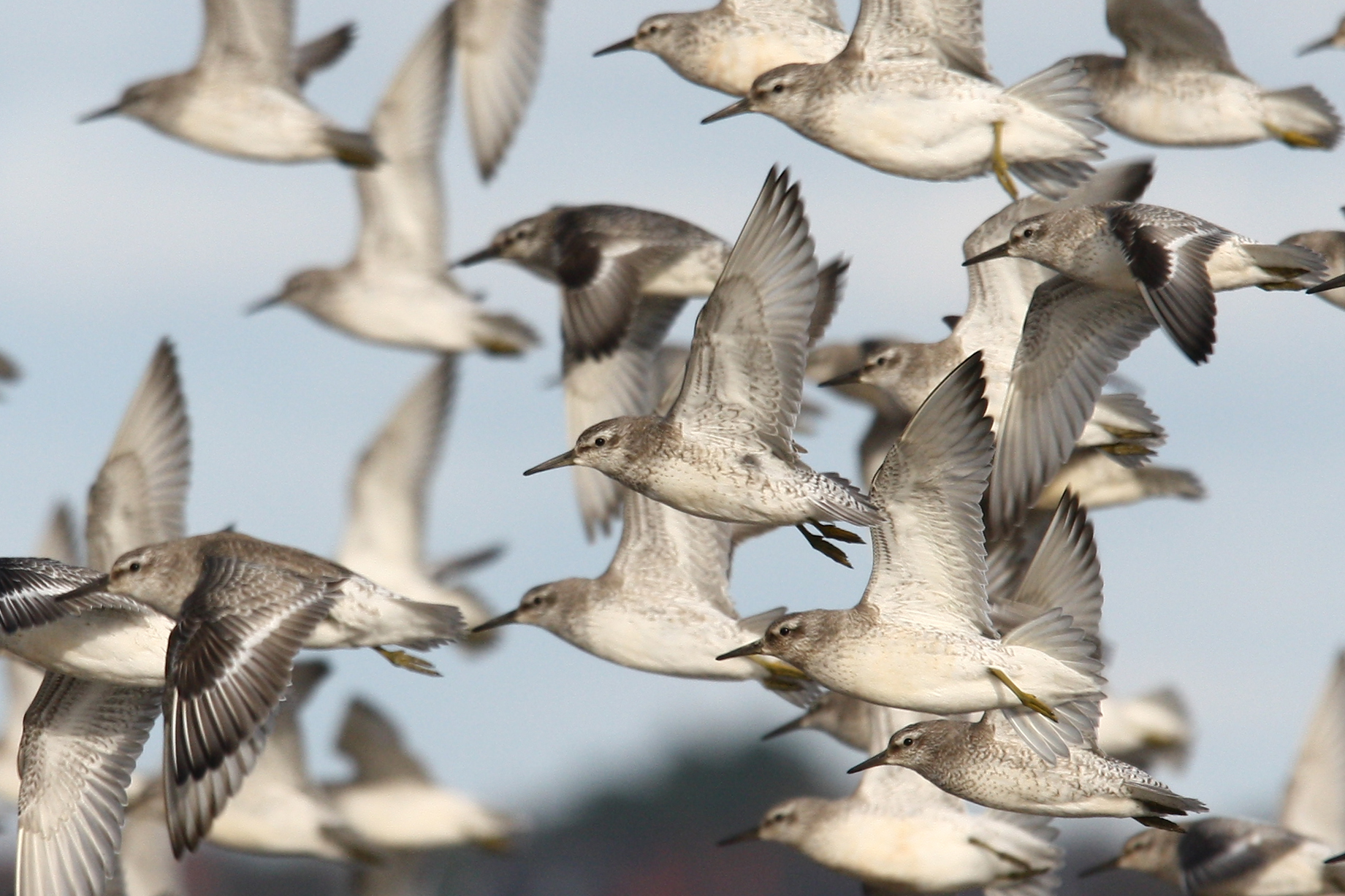 A flock of Red Knots in graceful formation over the shoreline, showcasing their long-distance migratory prowess. © Thurstaston 