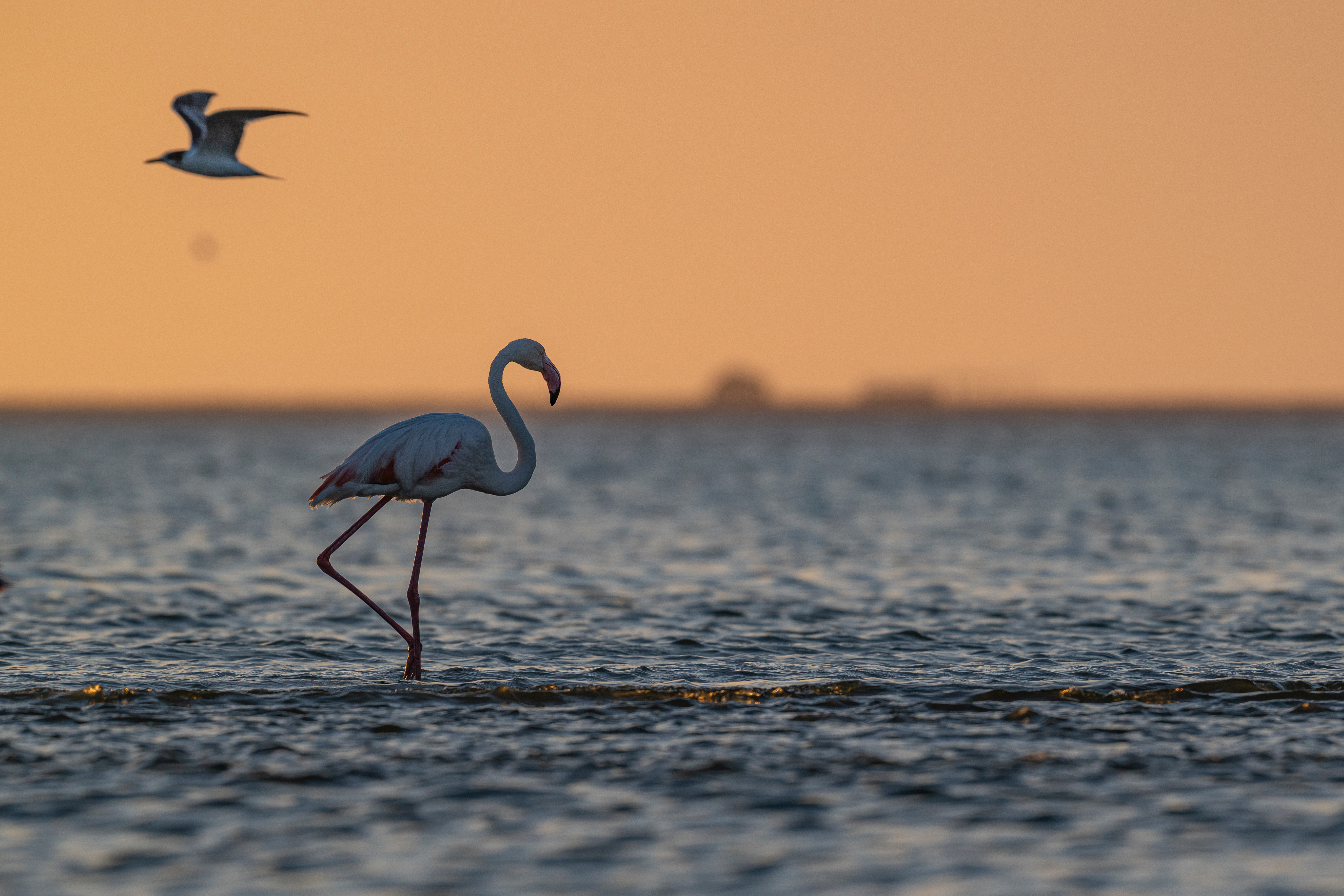 Flamingo at sunset in a coastal wetland, a reminder that healthy wetlands sustain both wildlife and people along the East Atlantic Flyway. © Adobe Stock By Sebastien Barrio A flamingo wades through shallow coastal water at sunset, with another bird flying above, symbolizing the connection between migratory species and wetlands along the East Atlantic Flyway. © Adobe Stock By Sebastien Barrio