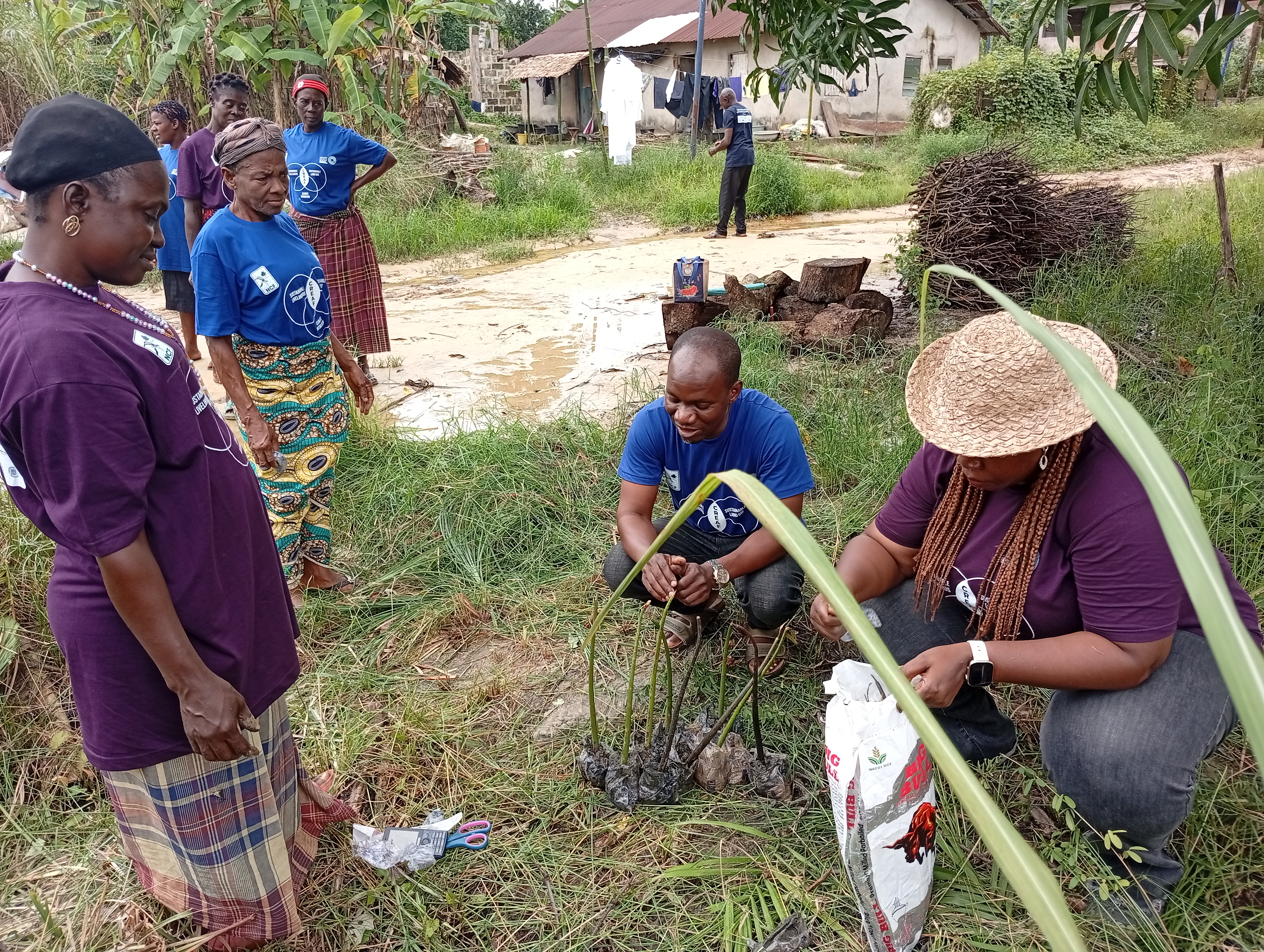Community members planting mangrove propagules during restoration.