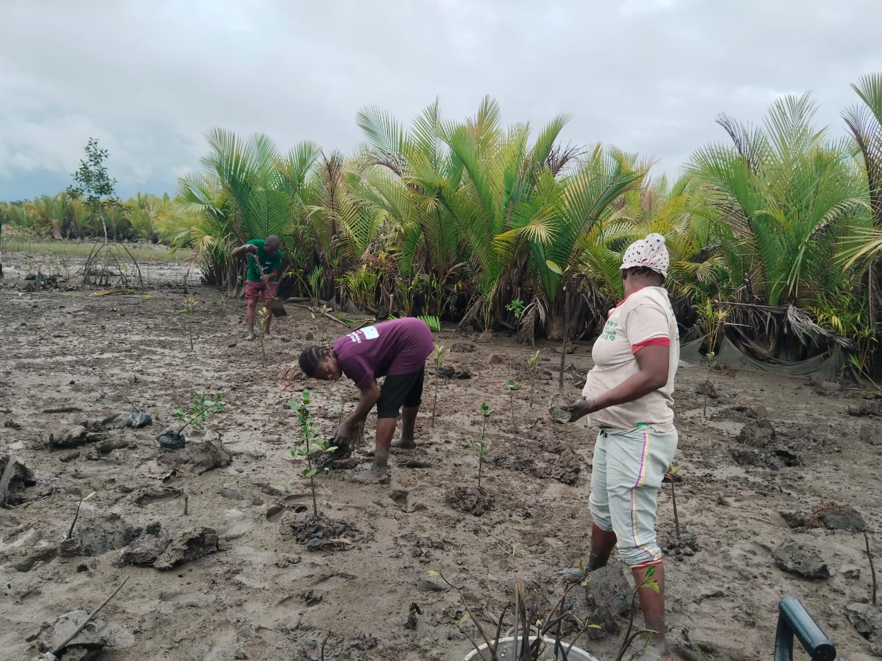 Community members planting young mangrove seedlings in a coastal wetland in Nigeria during a mangrove restoration activity.
