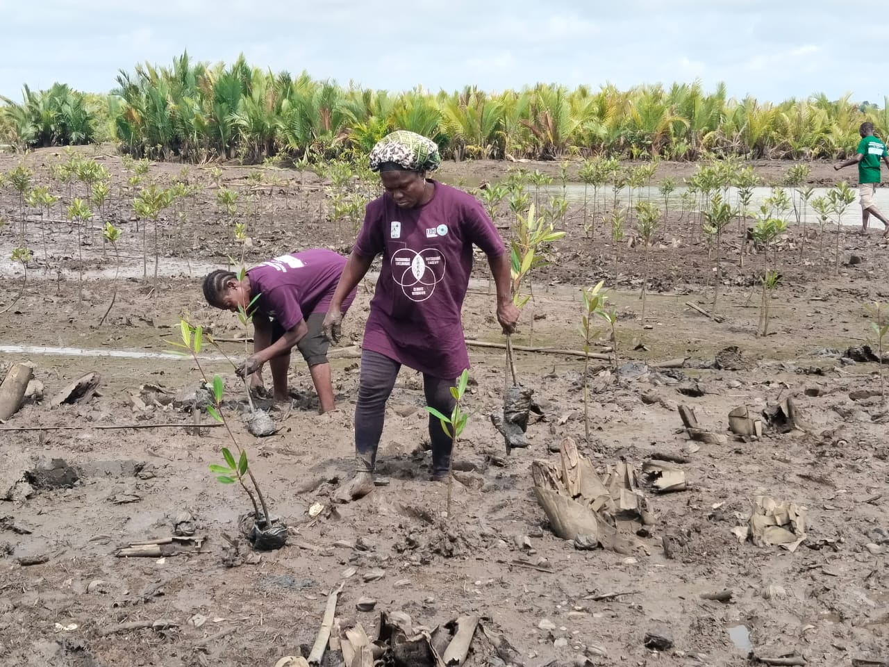 Women planting young mangrove trees in a muddy coastal wetland in Nigeria as part of a mangrove restoration project.