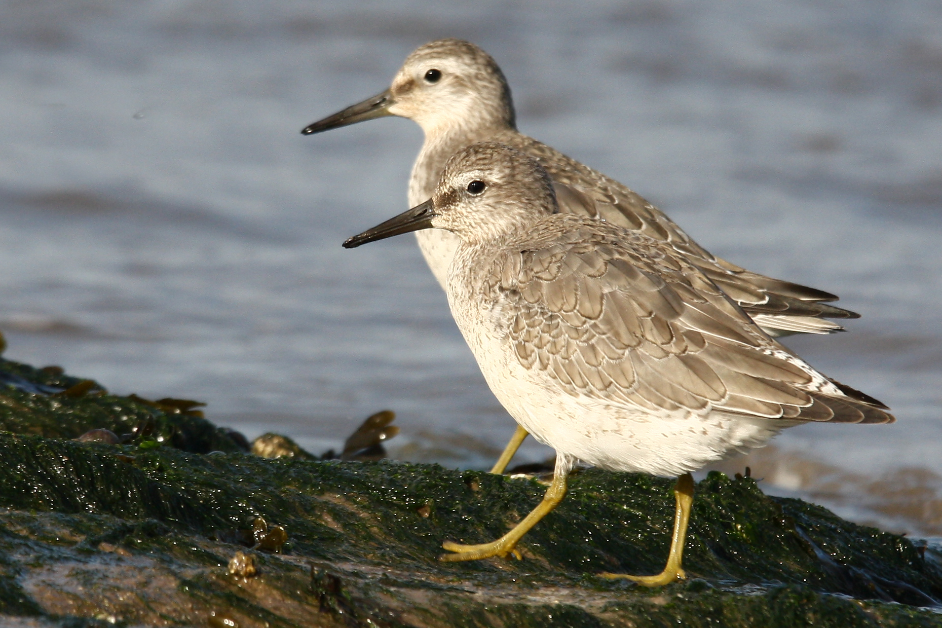 Two Red Knots forage along the shoreline during their long migratory journey. © Meols