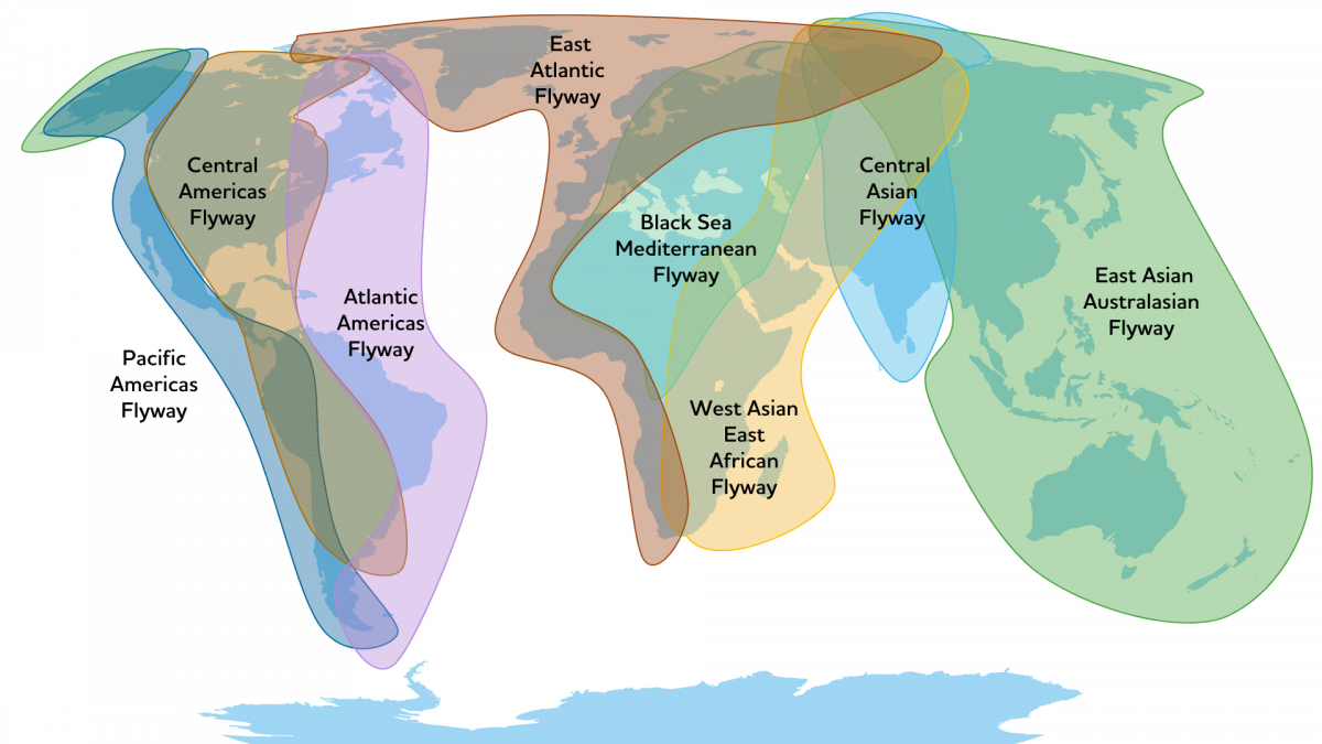 World's Flyways