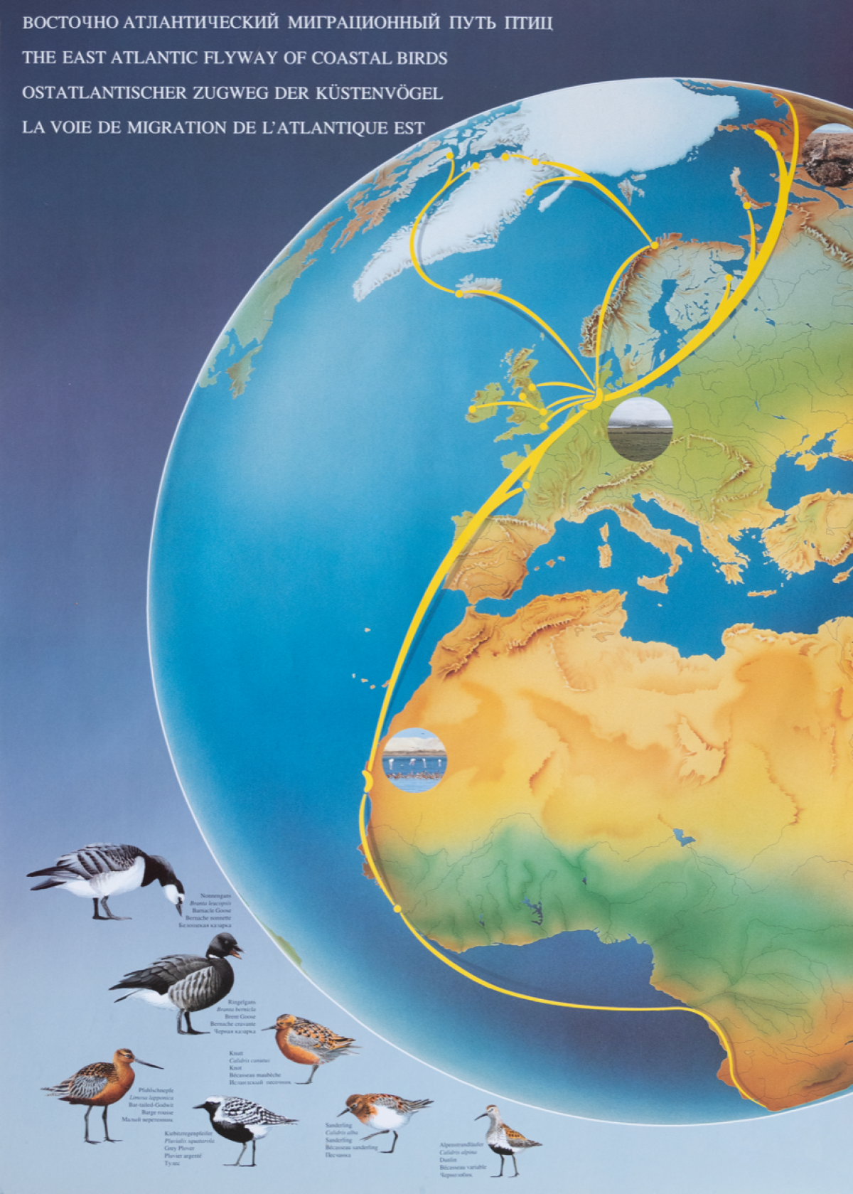 Poster of the East Atlantic Flyway 