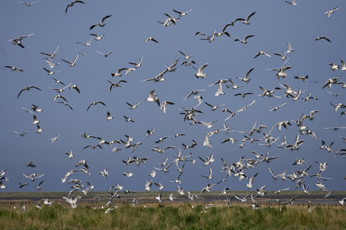 Black-headed gulls by Martin Stock