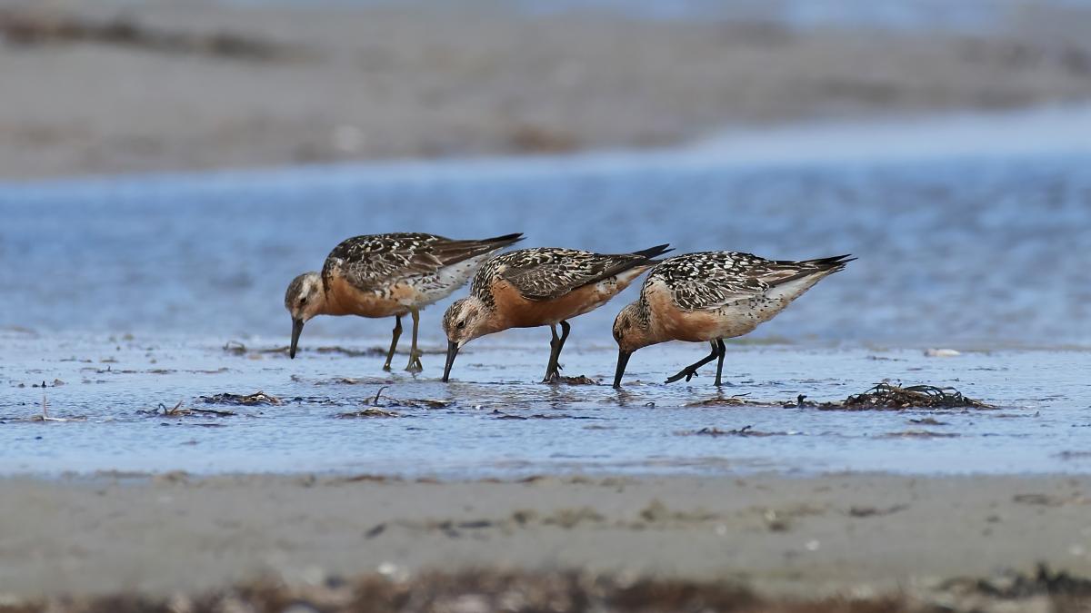Three red knots in a row on exposed mudflat with their beaks in the in shallow waters.