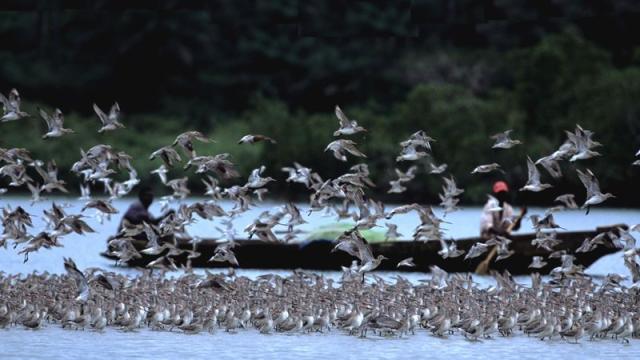 Flock of birds. ©CWSS/Luerssen. Flock of birds standing in and flying above shallow water. Wooden boat with 2 people in the background.
