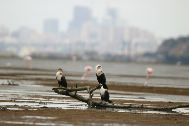 conservation of fauna project