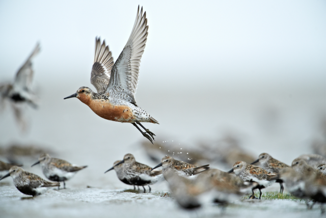 Islandsk ryle (Calidris canutus) © Lars Gejl