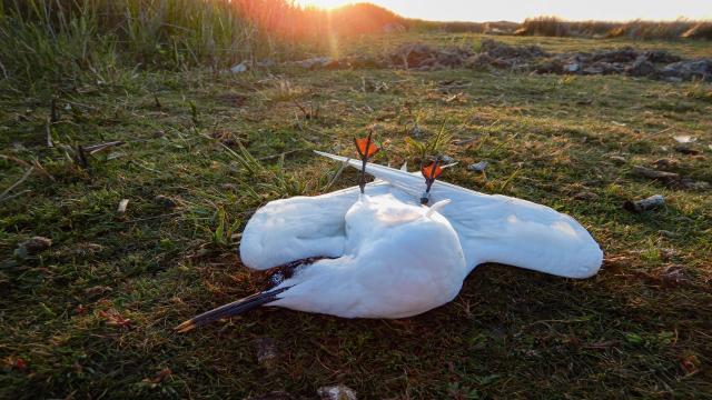 Sandwich tern - Susanne Kühn, WUR