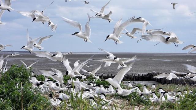 flock of sandwich terns