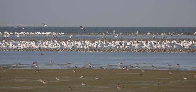 Flock of migratory birds on the shore. Hans Schekkerman.