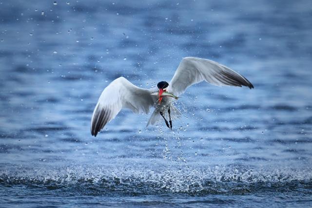 Caspian Little Tern in Denmark