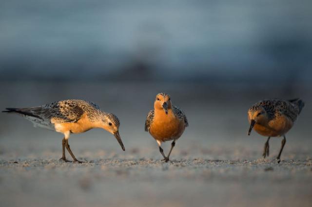 A close-up of three red knots on the coast