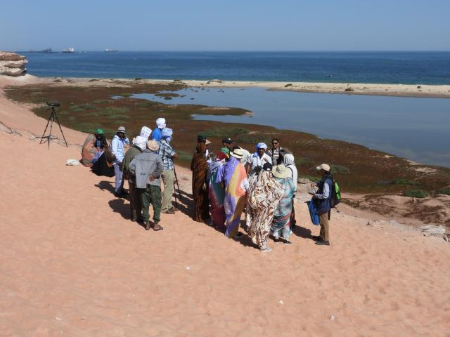 Local staff from Mauritania and Morocco being trained in bird monitoring along the coasta of Cape Blanc, Mauritania. 
