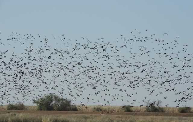 A flock of medium sized birds above a wetland in Senegal, with blue sky and green vegetation beneath