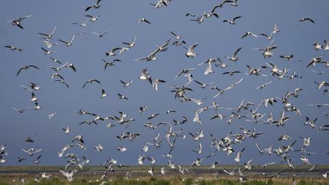 Black-headed gulls by Martin Stock