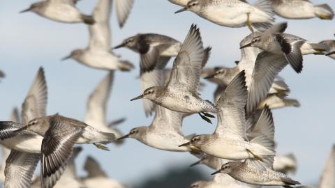Red knots. © Thurstaston. A flock of Red Knots in graceful formation over the shoreline, showcasing their long-distance migratory prowess.