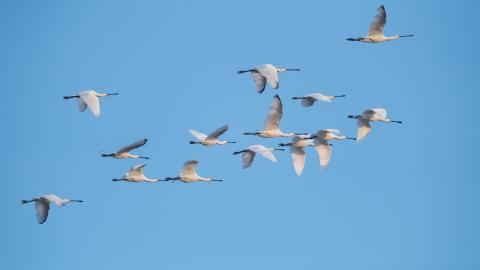 Flock of spoonbills. © shutterstock. Flock of birds in blue sky