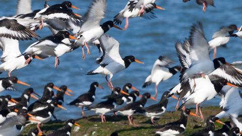 Flock of oystercatchers.