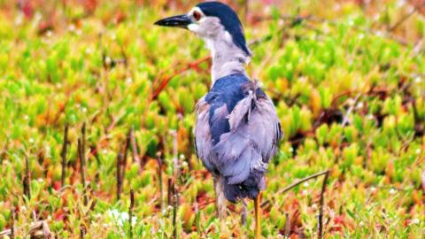 After being freed, the Black-crowned Night Heron strides confidently back into the mangroves at the Songor wetlands.  © Alfred Vanderpuye of LV Studios