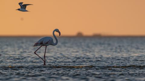 Flamingo at sunset in a coastal wetland, a reminder that healthy wetlands sustain both wildlife and people along the East Atlantic Flyway. © Adobe Stock By Sebastien Barrio A flamingo wades through shallow coastal water at sunset, with another bird flying above, symbolizing the connection between migratory species and wetlands along the East Atlantic Flyway. © Adobe Stock By Sebastien Barrio