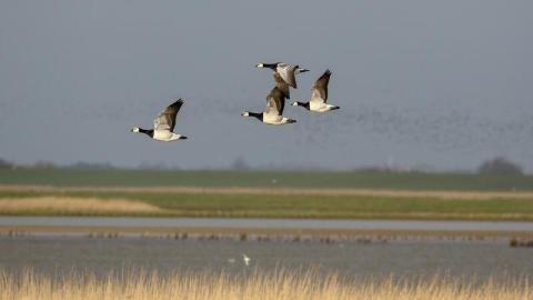 Geese flying low above saltmarsh and water.