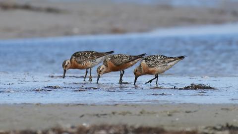 Three red knots in a row on exposed mudflat with their beaks in the in shallow waters.