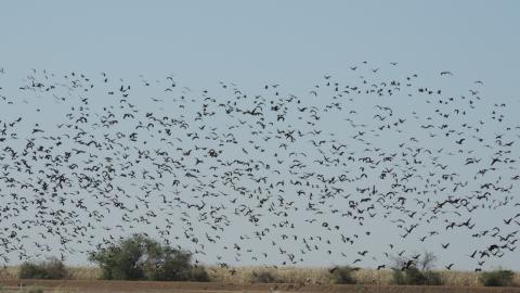 A flock of medium sized birds above a wetland in Senegal, with blue sky and green vegetation beneath