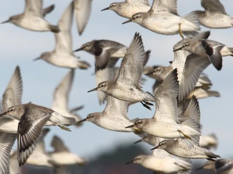 A flock of Red Knots in graceful formation over the shoreline, showcasing their long-distance migratory prowess.