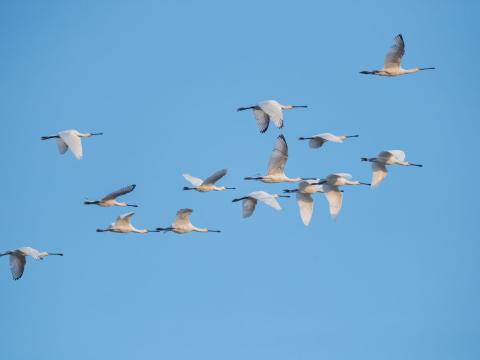 Flock of birds in blue sky