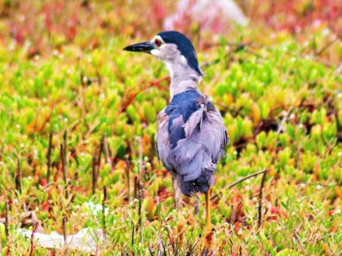 After being freed, the Black-crowned Night Heron strides confidently back into the mangroves at the Songor wetlands.  © Alfred Vanderpuye of LV Studios